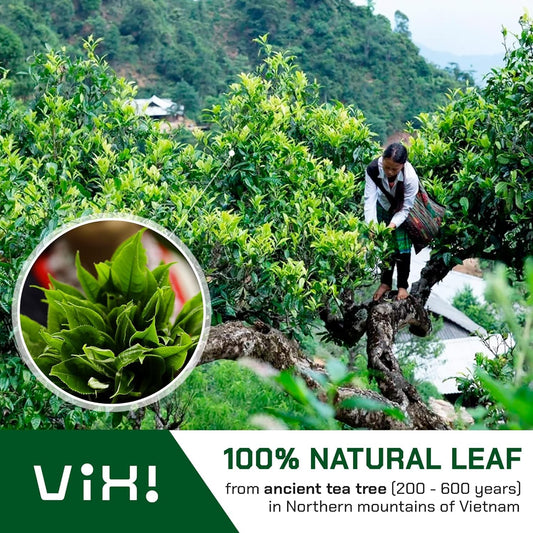 VIXI Green Oolong Tea Loose Leaf, 16.00 Oz, Vietnam's Mountain Tea, Caffeinated, Dried Whole Full Large Leaves, 100% Natural from Ancient Tea Tree, Perfect for Hot and Cold Brew