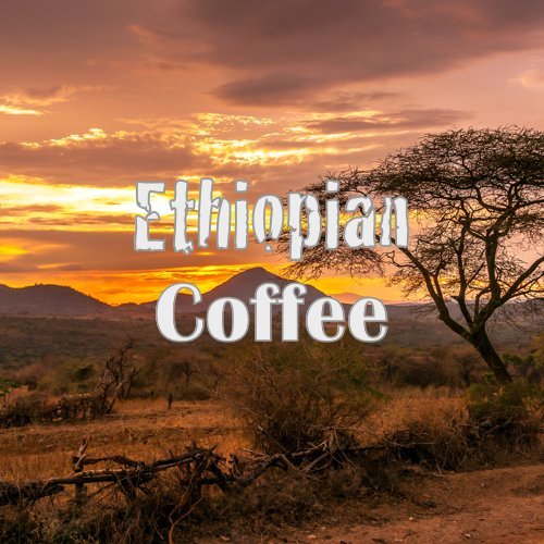 Ethiopian Decaf Coffee, Yirgacheffe, Whole Bean, Swiss Water Processed, Fresh Roasted, 16-ounce