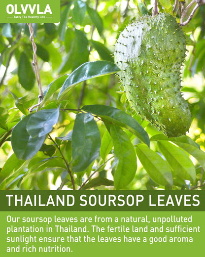Olvvla - Premium Soursop Tea Bags - 1.5g X 70 Count - Pure Natural Soursop Leaves Tea - Caffeine-free - Non-GMO - Sourced from Thailand - Support Digestion & Help Skin Health