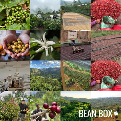 Blue Orchid - Roasted by Huckleberry Roasters - Whole Bean Coffee - 2 Pound Bag