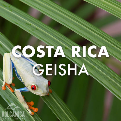 Geisha Coffee Costa Rica, Ground, Fresh Roasted, 5 lbs