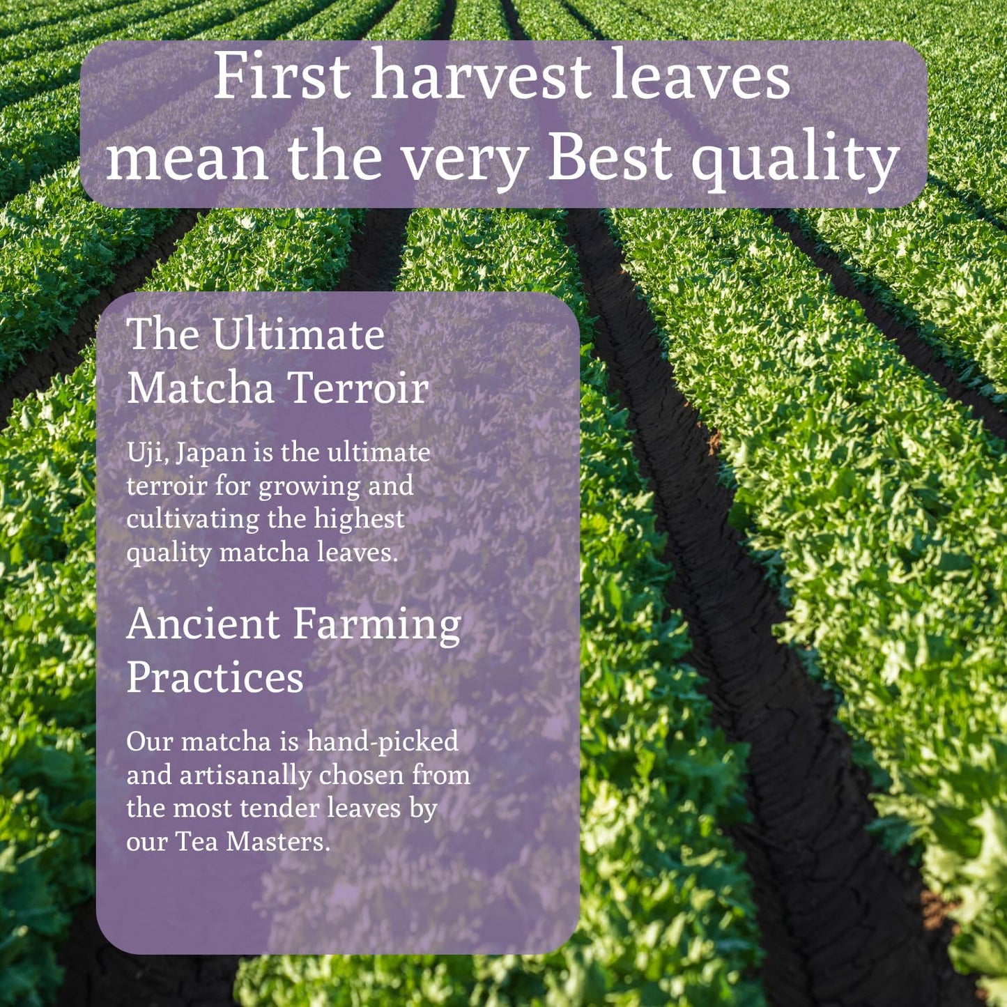 Ancient Roots Lavender Matcha - Green Tea Powder - 100% Japanese Matcha, All-natural Flavor No Added Sugar, Monk Fruit Sweetened, Clean Caffeine, Big Size,10.5 Ounce