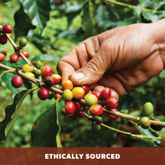 Low Acid Organic Coffee – Whole Bean, Mold-Free & Stomach Friendly by Java Planet, Cinnamon and Vanilla, Medium Dark Roast, Arabica Gourmet Coffee Grade A, Smithsonian Bird Friendly, 1LB Bag