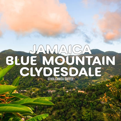 Jamaica Blue Mountain Coffee, 100% Pure, Ground Coffee, Fresh Roasted, 16-ounce